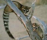 Ring-tailed cat
